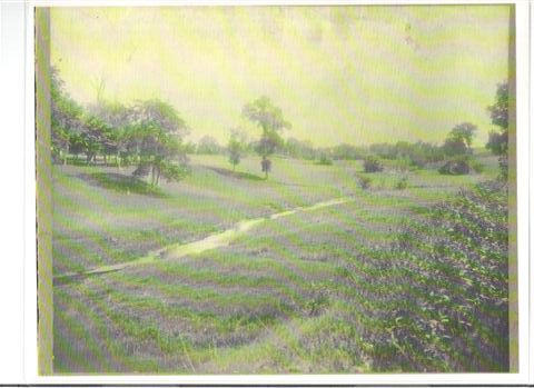 Rice Creek as a farm field (early 1900's)